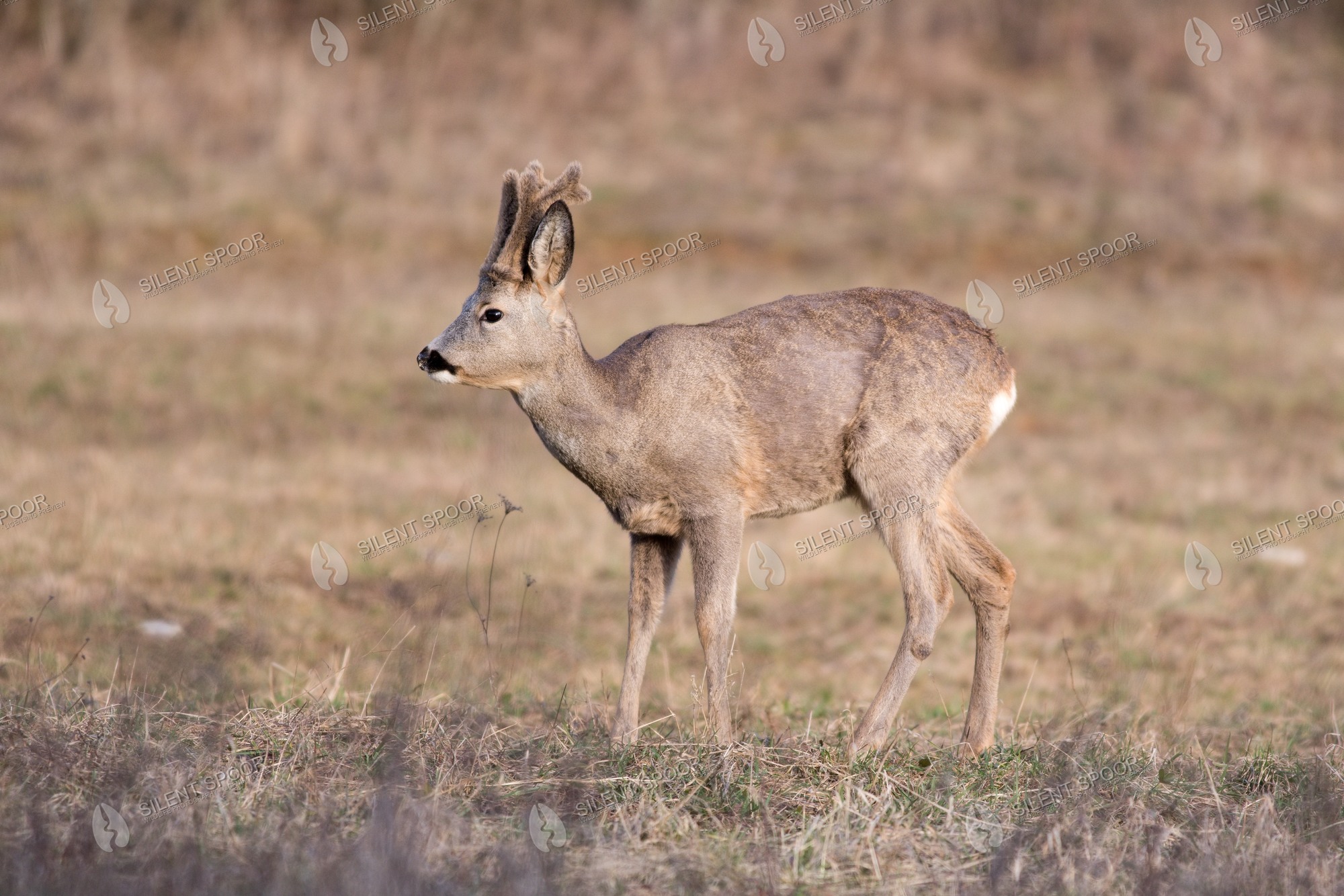 Roe Deer Capreolus capreolus wildlife photograph in Slovakia