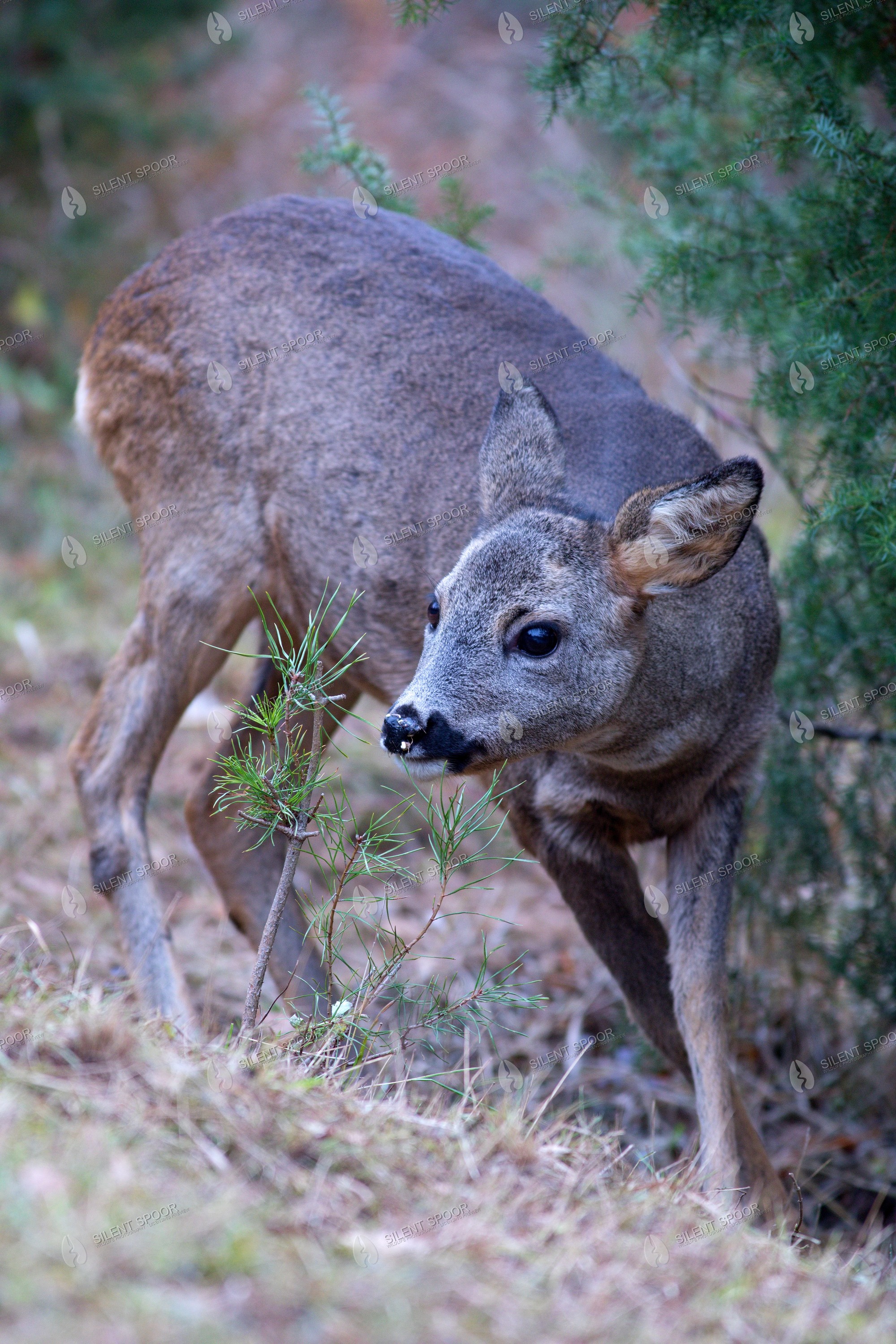 Roe Deer Capreolus capreolus wildlife photograph in Slovakia