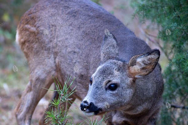 Young Roe Deer Buck Browsing Among Conifers