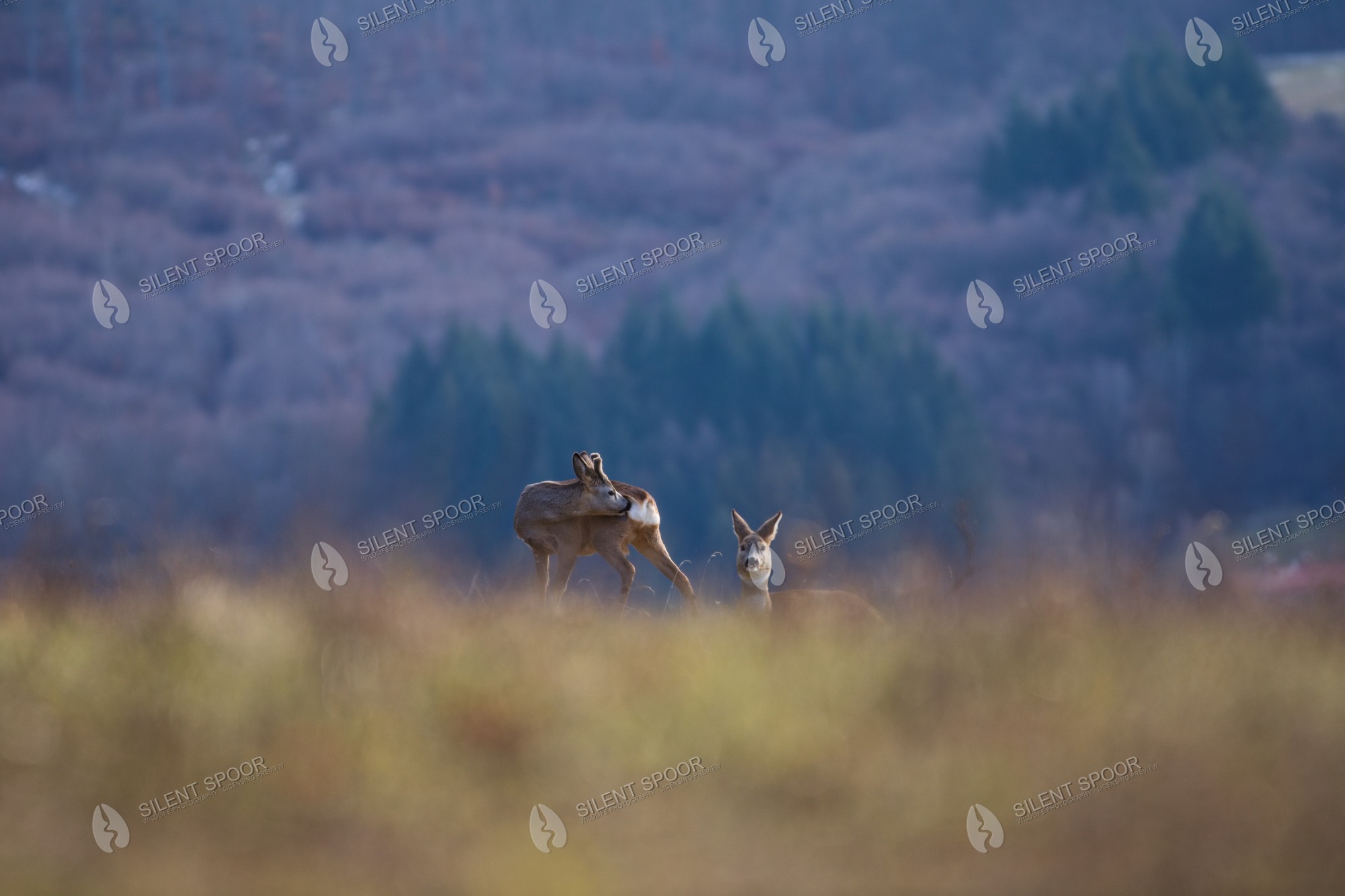 Roe Deer Capreolus capreolus wildlife photograph in Slovakia