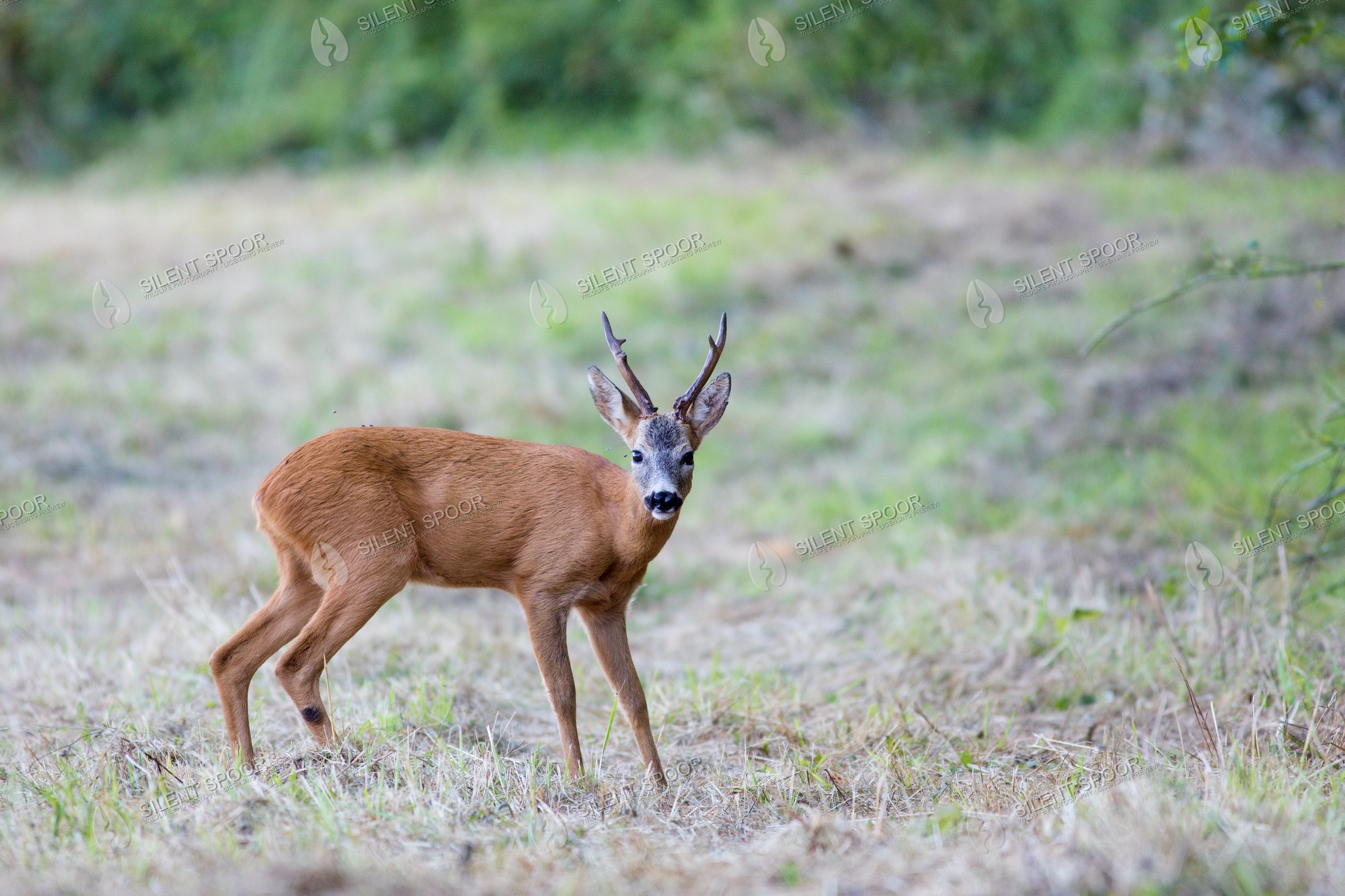 Roe Deer Capreolus capreolus wildlife photograph in Slovakia