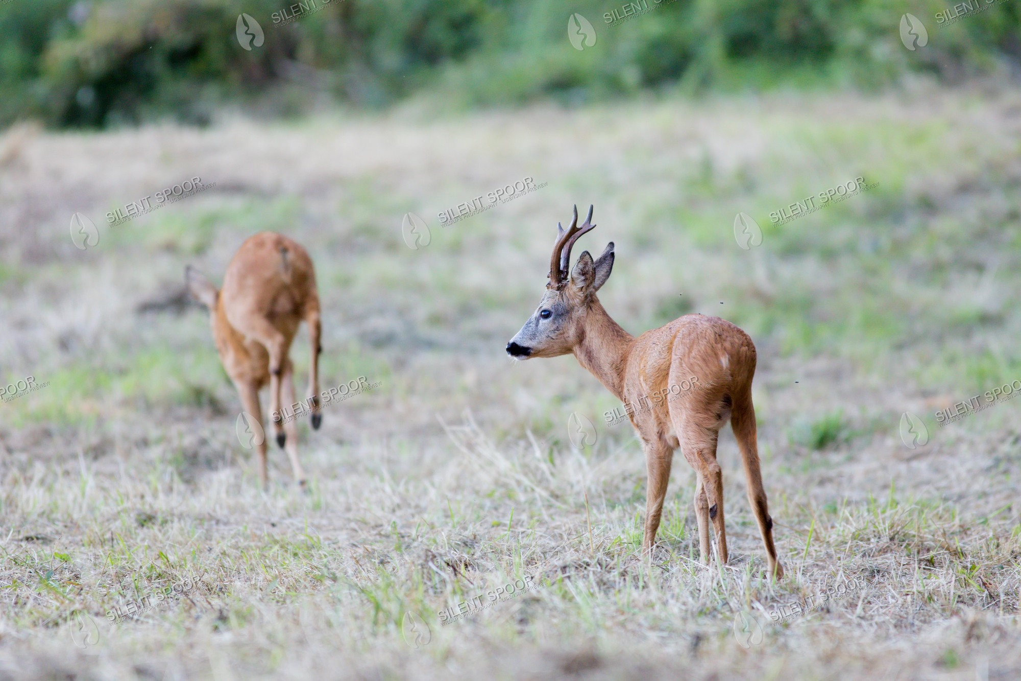 Roe Deer Capreolus capreolus wildlife photograph in Slovakia