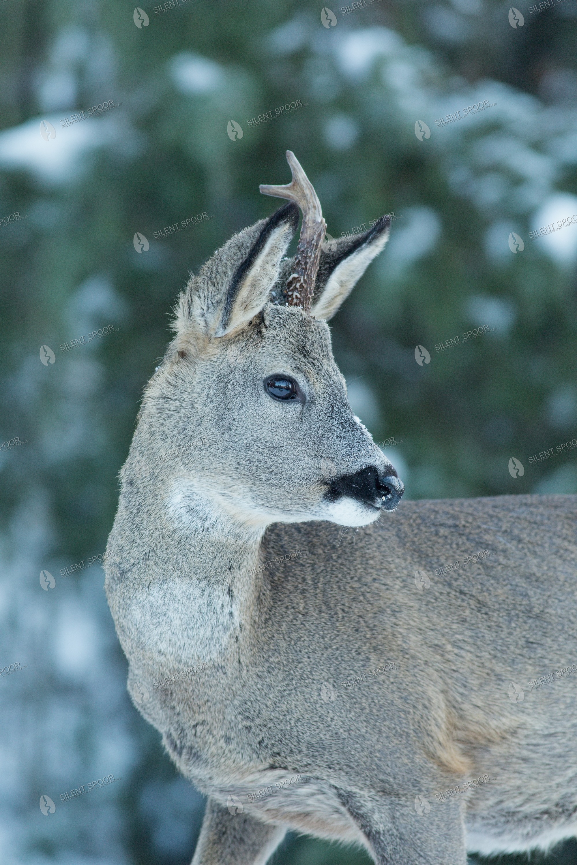 Roe Deer Capreolus capreolus wildlife photograph in Slovakia