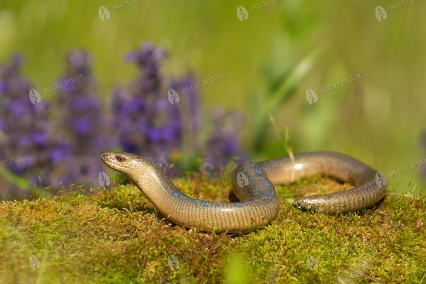 Slow Worm on a Mossy Forest Floor