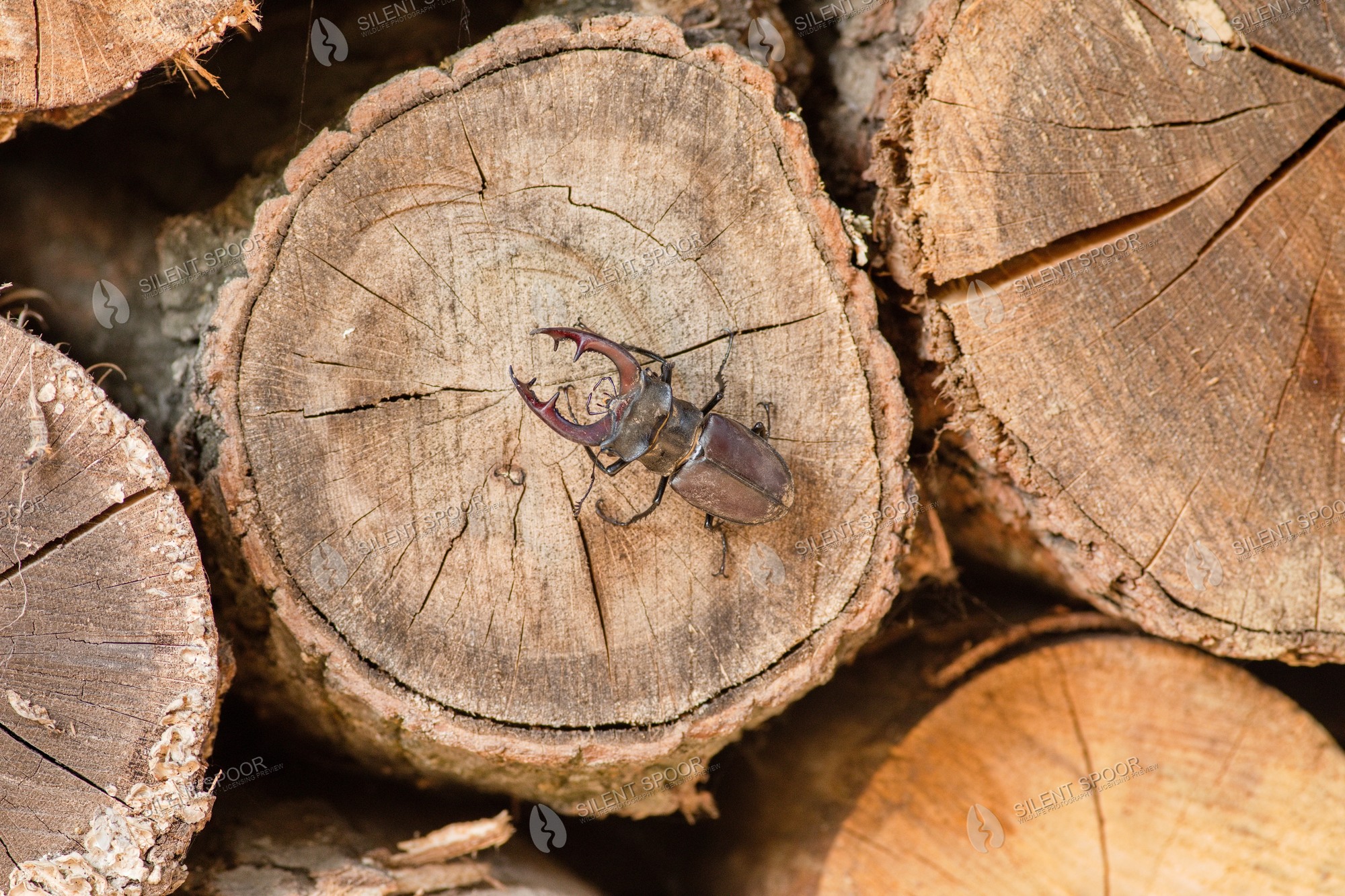 Stag Beetle Lucanus cervus wildlife photograph in Slovakia