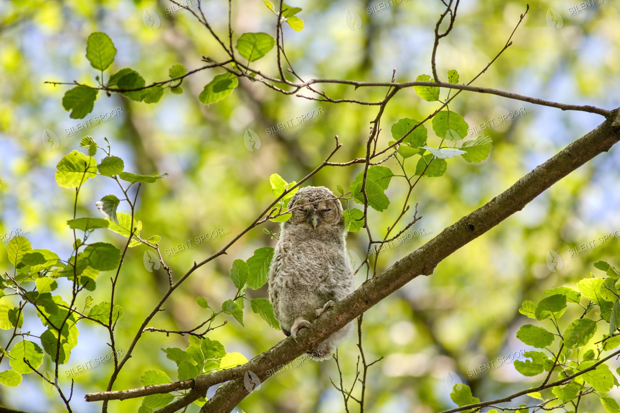 Tawny Owl Strix aluco wildlife photograph in Slovakia
