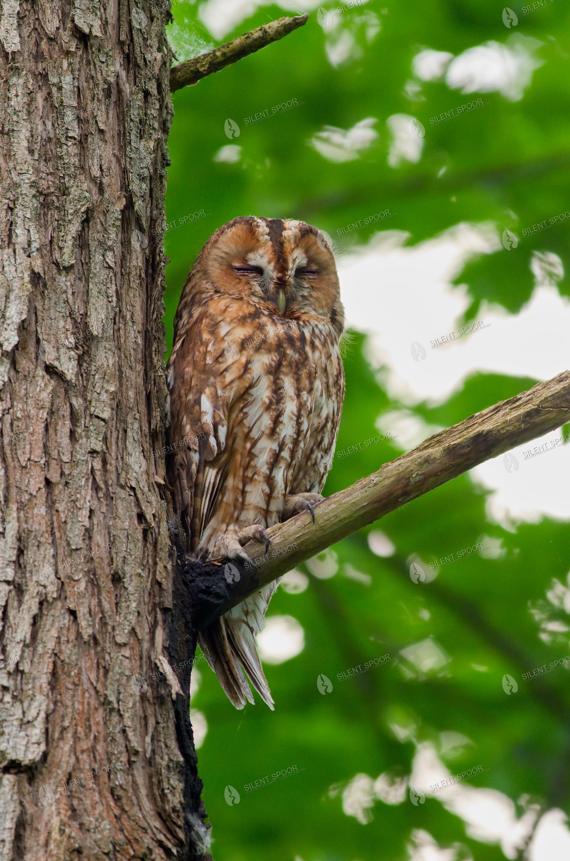 Tawny Owl Strix aluco wildlife photograph in Slovakia