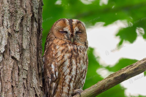 Adult Tawny Owl Resting Near Its Juveniles