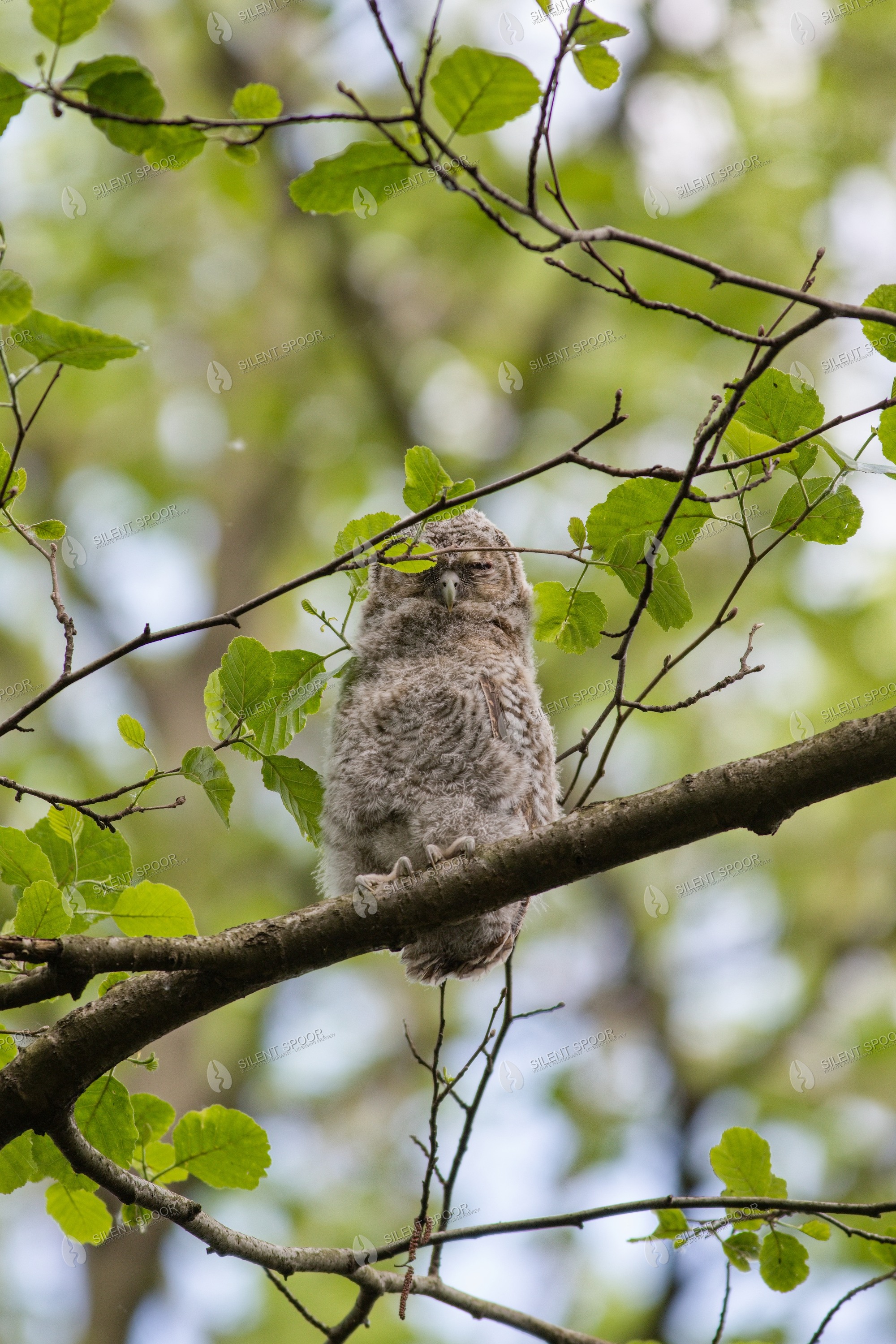 Tawny Owl Strix aluco wildlife photograph in Slovakia