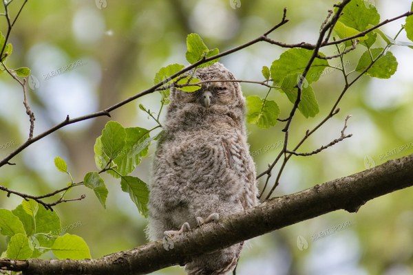 Tawny Owl Juvenile Resting Among Spring Foliage